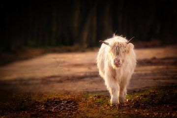 Schotse Hooglander van Cynthia Plug