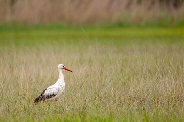 Ooievaar (Ciconia ciconia) van Dirk Rüter