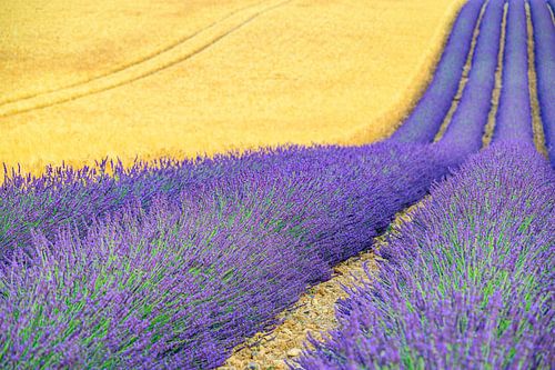 Bloeiende lavendel in de Provence tijdens zonsondergang