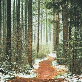 Het pad het bos in.