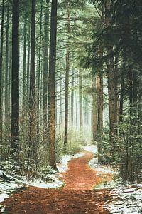 Het pad het bos in. von Karel Pops