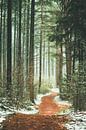 Het pad het bos in. van Karel Pops thumbnail