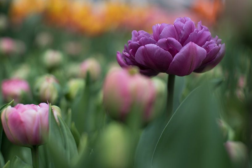 Tulip family by Lisette van Gameren