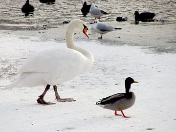 Zwaan en eend in de vijver sur Nicky`s Prints