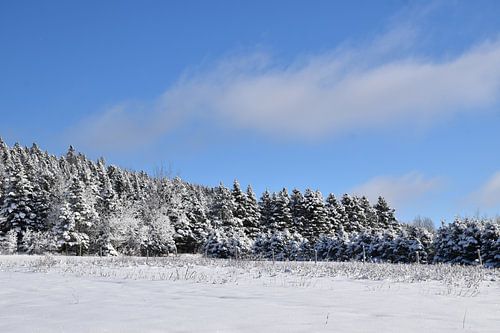 Een besneeuwd bos na de storm
