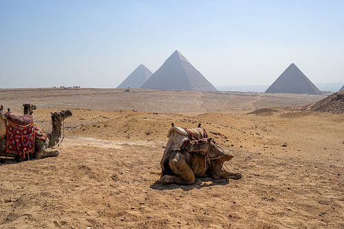 Kamelen in de Sahara met een gids naar de piramides van Gizeh in Egypte