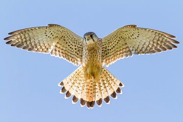 Birds | Birds of prey | Preying kestrel by Servan Ott