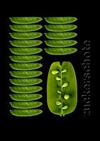 foodART - Sugar pea