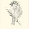 Un moineau sur une branche - Dessin au crayon sur Karen Kaspar