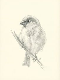 Un moineau sur une branche - Dessin au crayon