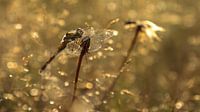 Heidelibel im letzten Licht des Tages