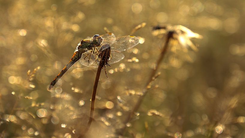 Heidelibel in the last light of the day by Johanna Oud