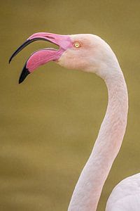 Zwitschernder Flamingo in der Camargue von Kris Hermans