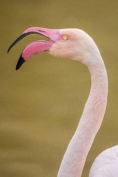 kwetterende flamingo in de Camargue van Kris Hermans