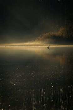 Graureiher im goldenen Licht.