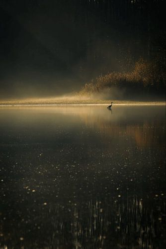 Graureiher im goldenen Licht.