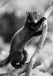 Black and white pine marten by Harry Punter