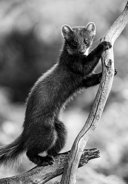Schwarzer und weißer Baummarder von Harry Punter