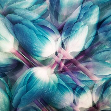 blauwe tulpen van Claudia Moeckel