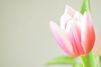 Pink tulip III