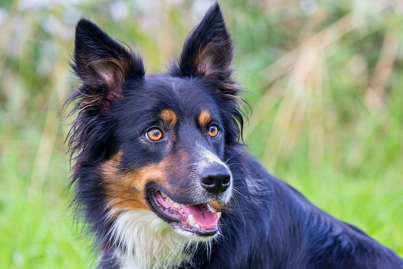 Portrait head border collie dog in green nature by Ben Schonewille