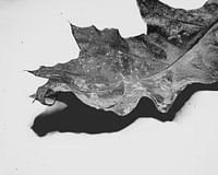 Leaf Art Macro Photography Black and White