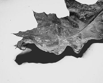 Leaf Art Macro Photographie Noir et Blanc sur Marc van den Elzen