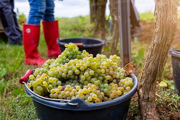 Handmatige oogst van Chardonnay druiven van Udo Herrmann