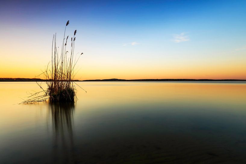 Een plukje gras in het meer van Frank Herrmann