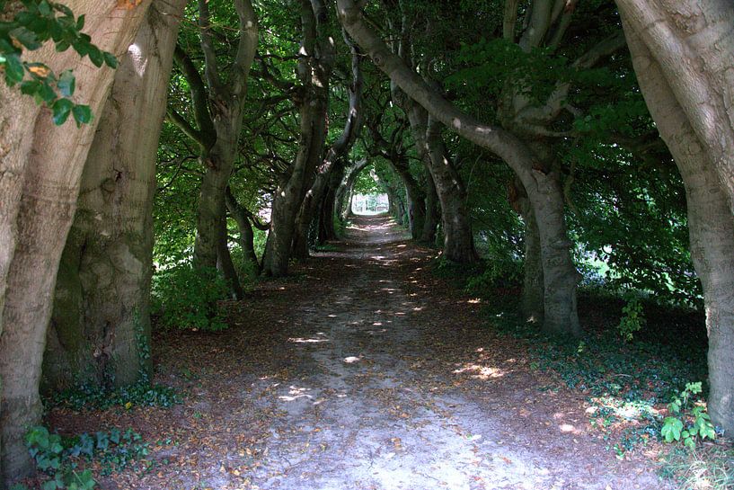 Tunnel der Bäume von Merijn Loch