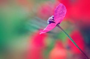 Poésie florale sur Martine Affre Eisenlohr