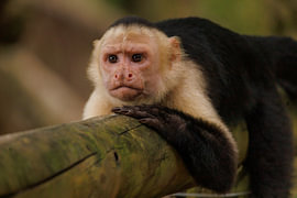 Costa Rica – wo Natur, Abenteuer und pure Schönheit aufeinander treffen