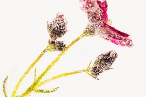 Saxifraga in Eis 2