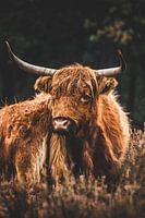 Schotse Hooglander met jong in het Deelerwoud op de Veluwe