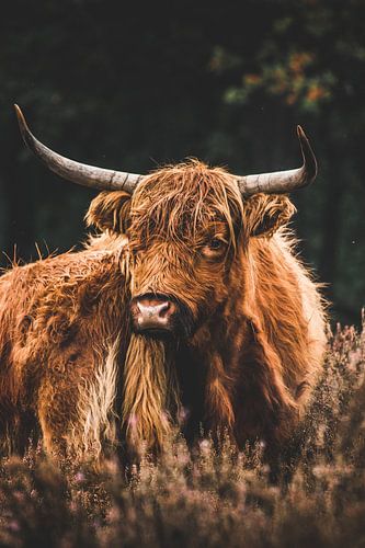 Schotse Hooglander met jong in het Deelerwoud op de Veluwe