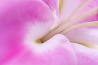 Gladde zachtroze macro abstracte bloemhoofdjes - nummer 5