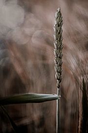 Upright by ThograPictures