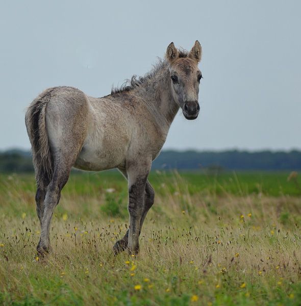 Omkijken by Hannie de Graaff