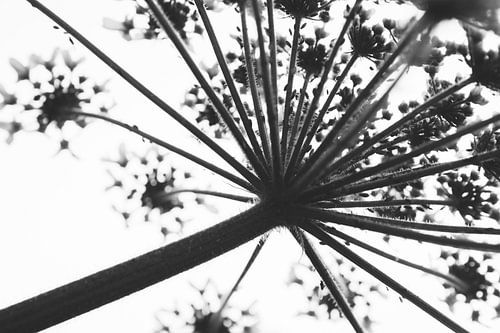 Abstract Heracleum black and white