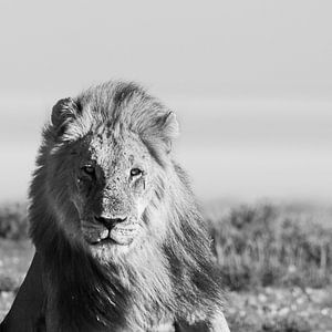 Le Lion sur Sharing Wildlife