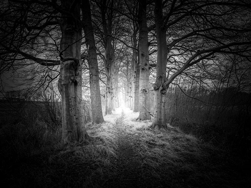 Follow the light by Frank Wijsmuller