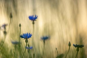 Bleuet sur Gonnie van de Schans