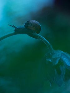 Snail on Pasqueflower von Mirakels Kiekje