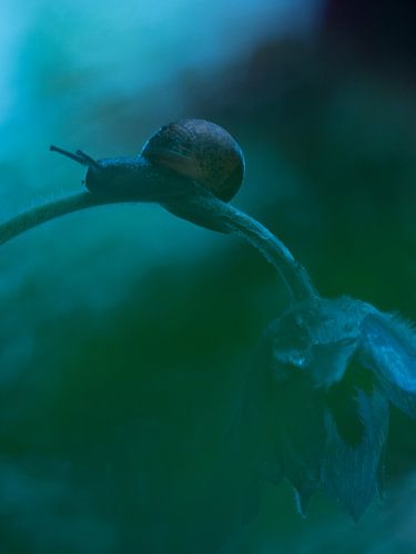 Slak op Wildemanskruid bloem