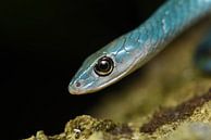Blauwe slangenpracht (Philotamnus macrops) van Frank Heinen thumbnail