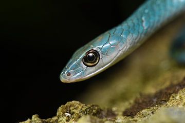 Blauwe slangenpracht (Philotamnus macrops)