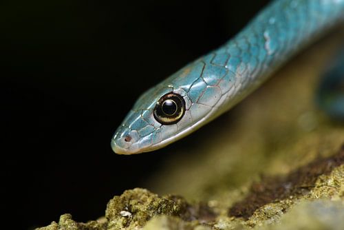Blauwe slangenpracht (Philotamnus macrops) van Frank Heinen