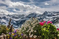 Alpine scenery with flowers