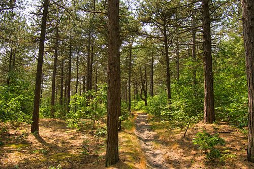 Forêt de pins en Hollande septentrionale