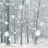 Trees in the snow by Ellis Pellegrom